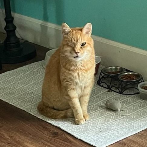 Morris, a Adoptable Domestic Short Hair in Mission Hills, CA image 4/12