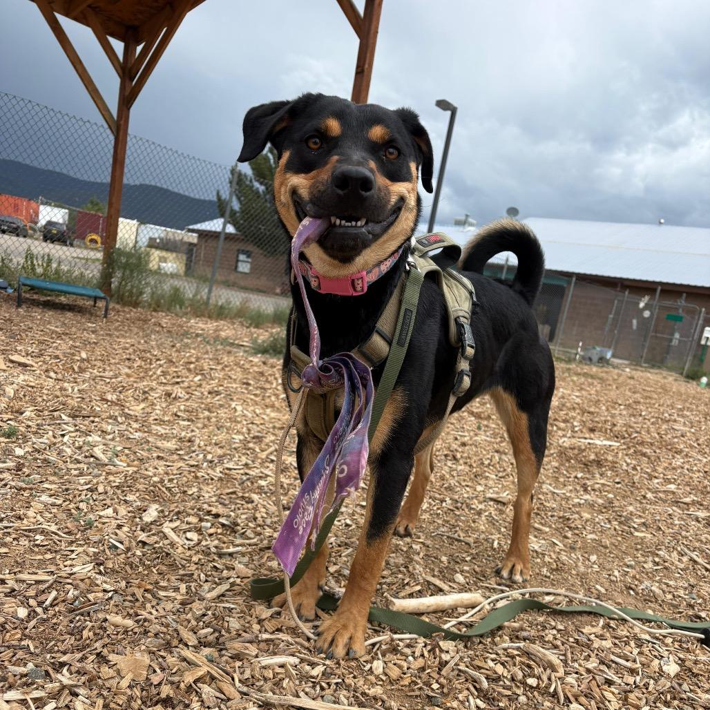 Enlarge Nelly, a Adoptable mixed breed in Taos, NM image 1/3