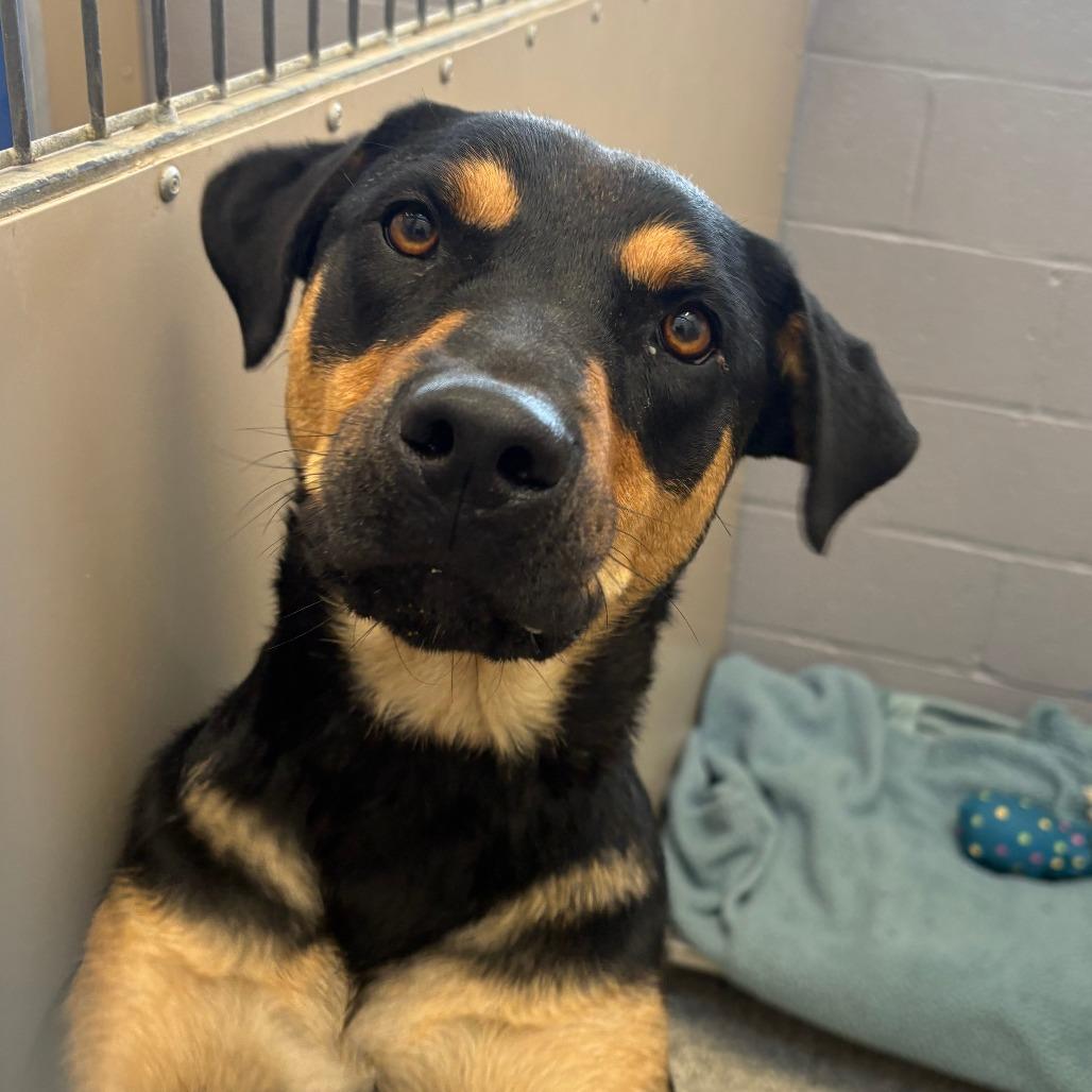 Nelly, Adoptable, Young Female Rottweiler & Mixed Breed.