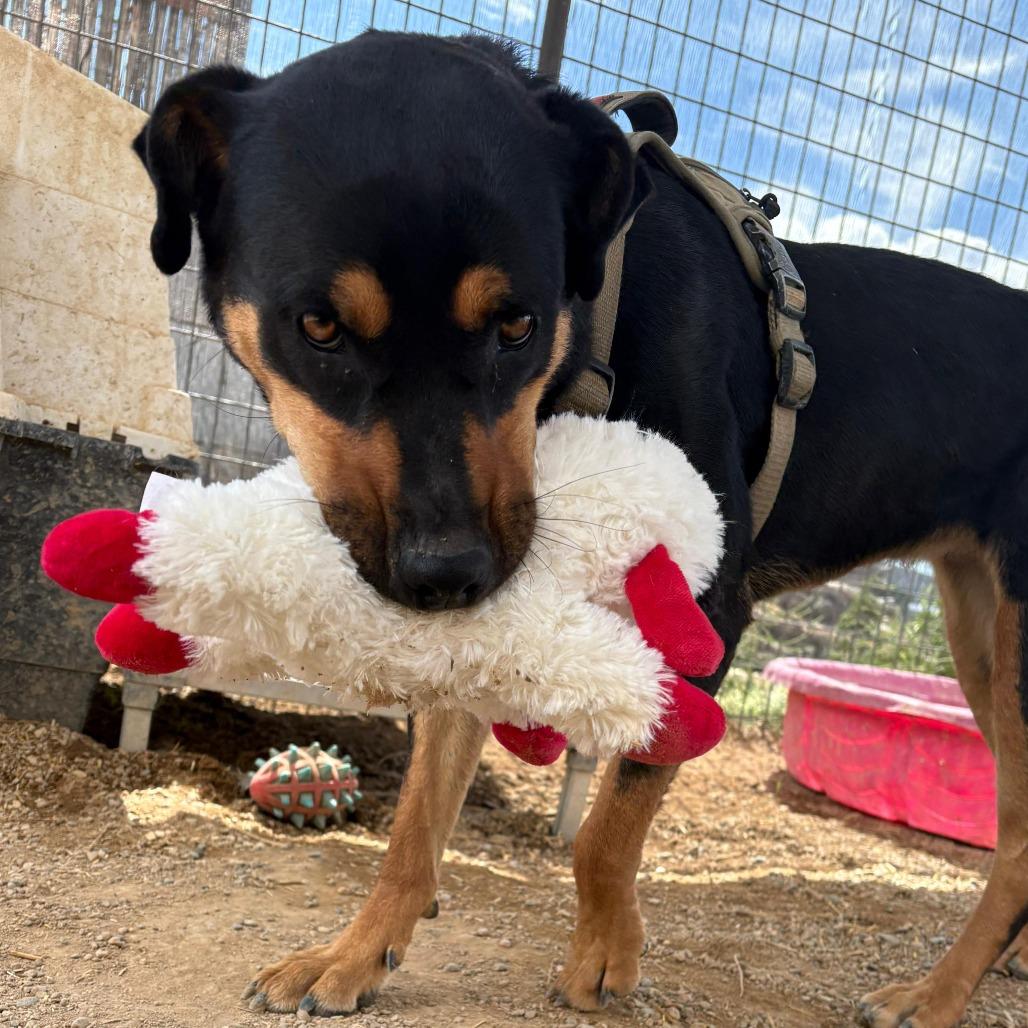 Enlarge Nelly, a Adoptable mixed breed in Taos, NM image 3/3