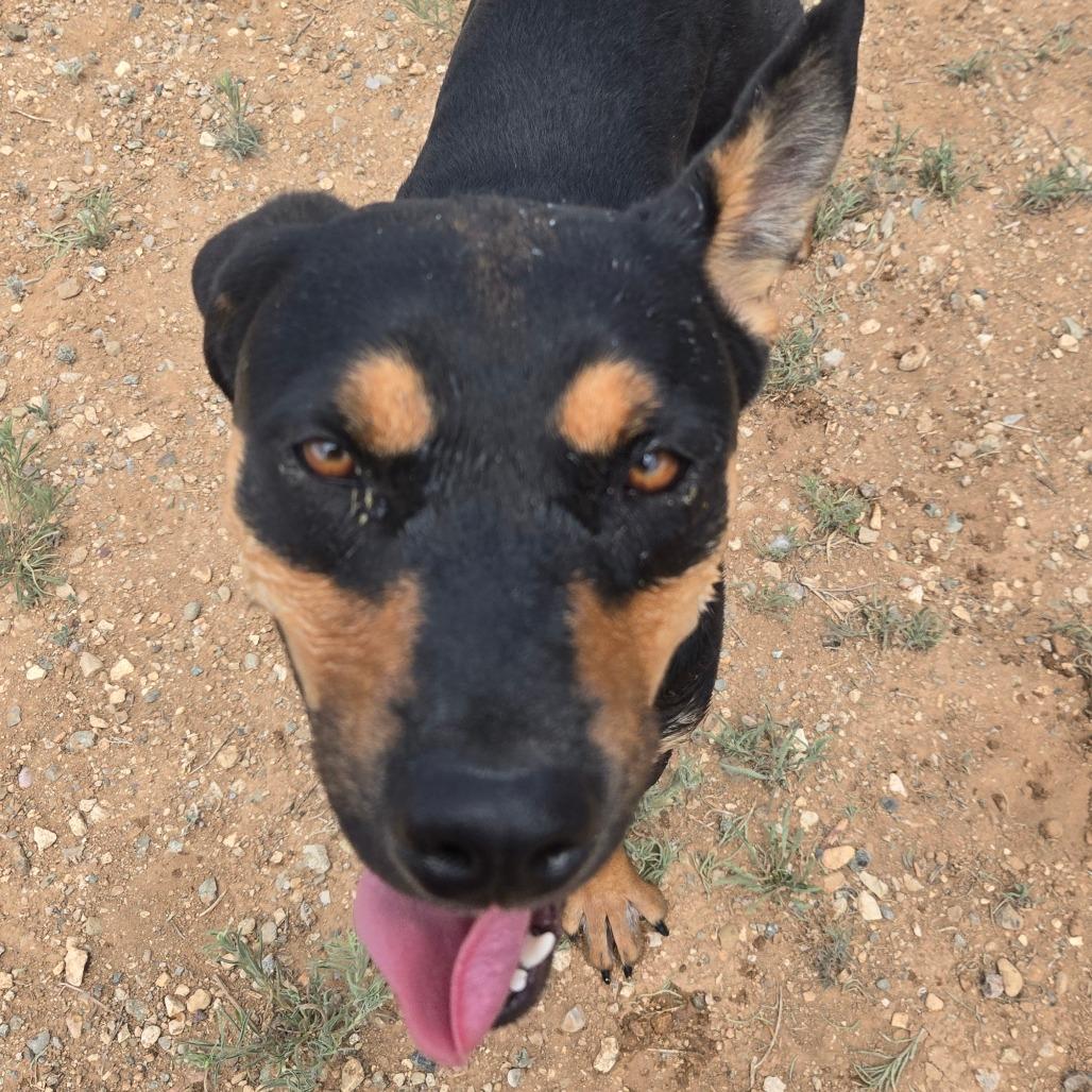 Enlarge Nelly, a Adoptable mixed breed in Taos, NM image 2/5
