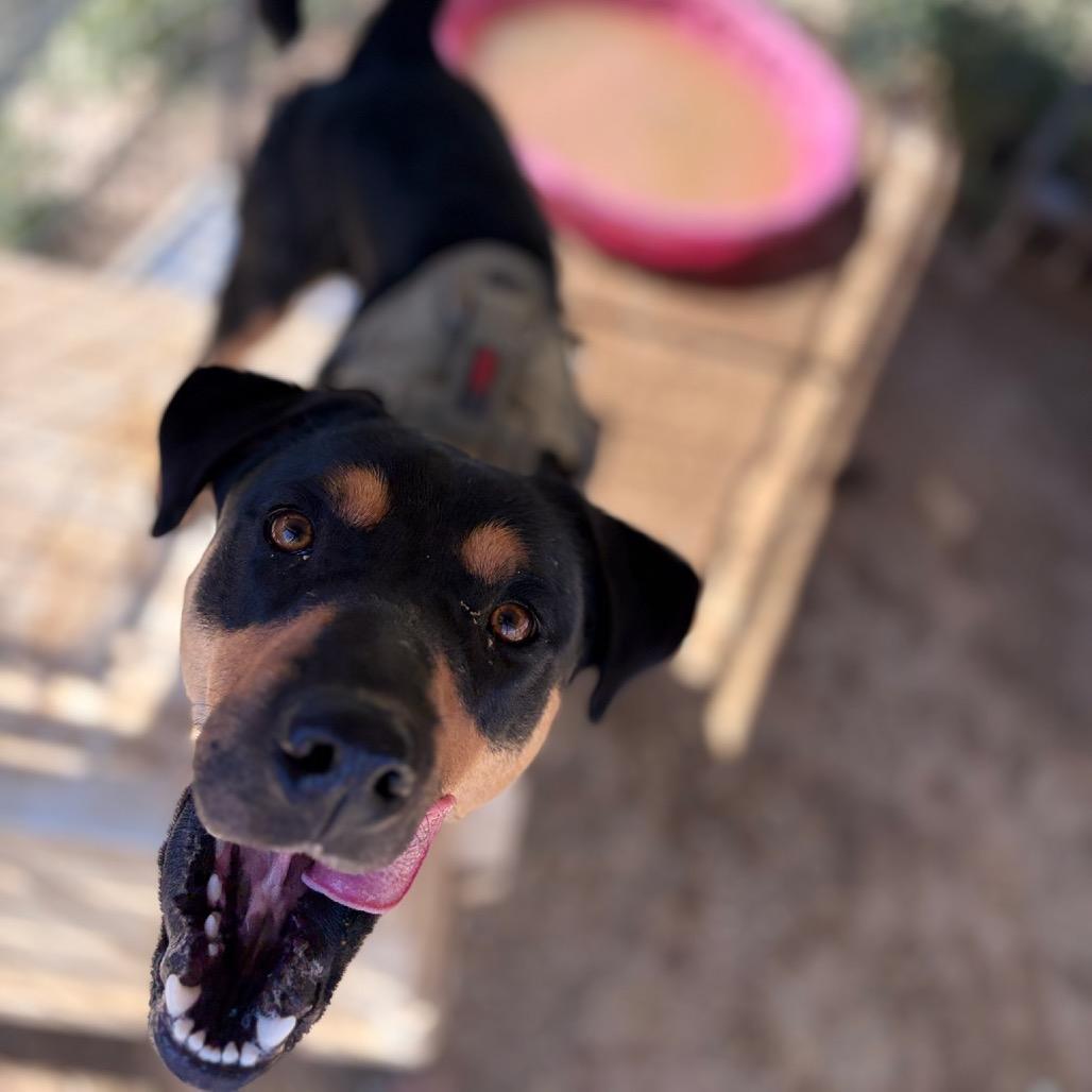 Enlarge Nelly, a Adoptable mixed breed in Taos, NM image 2/2