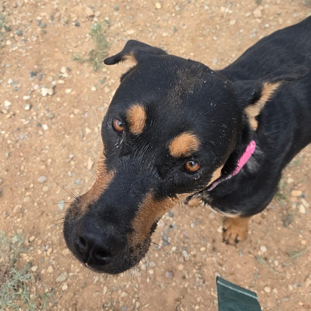 Enlarge Nelly, a Adoptable mixed breed in Taos, NM image 3/5