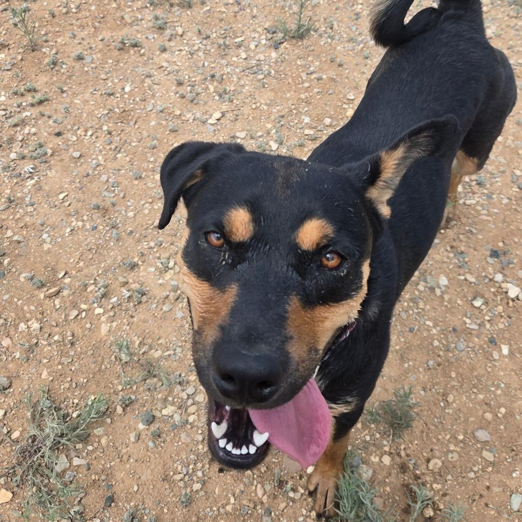 Enlarge Nelly, a Adoptable mixed breed in Taos, NM image 4/5