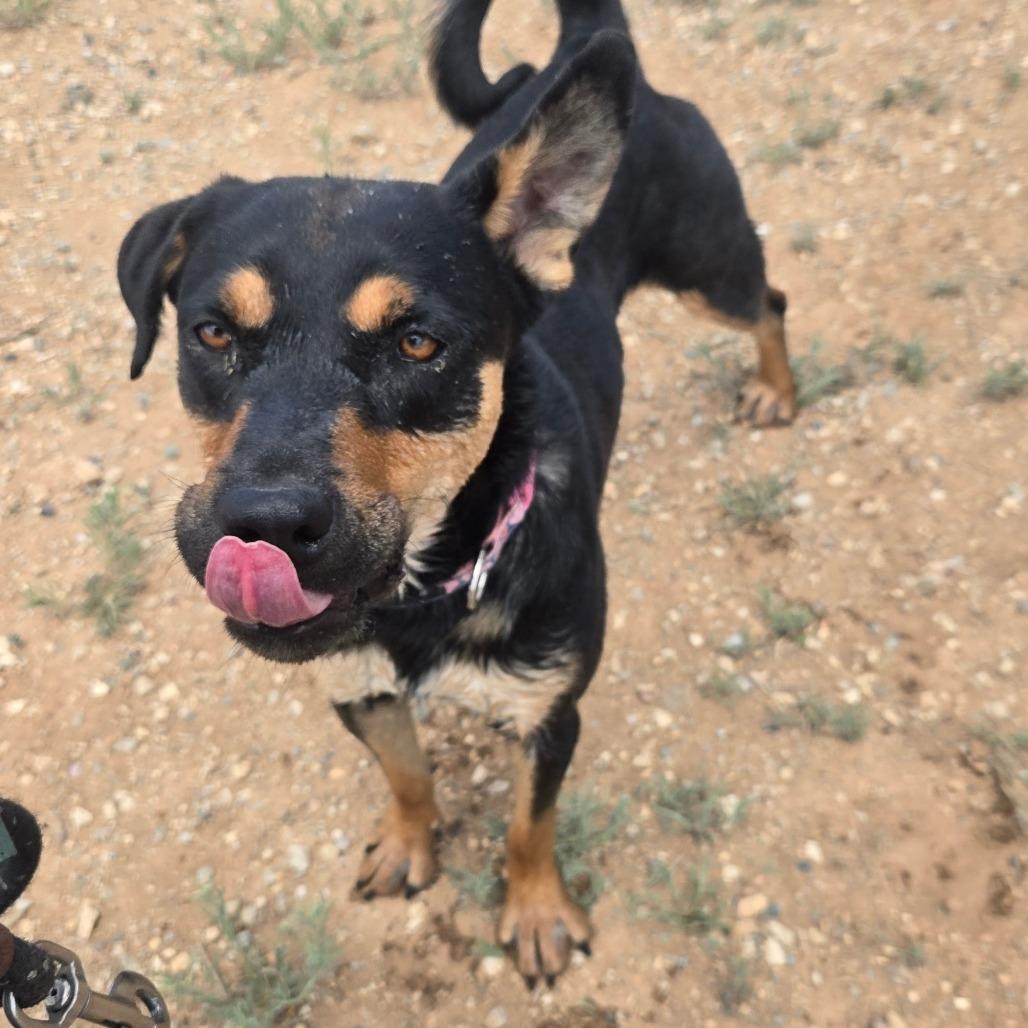 Enlarge Nelly, a Adoptable mixed breed in Taos, NM image 5/5