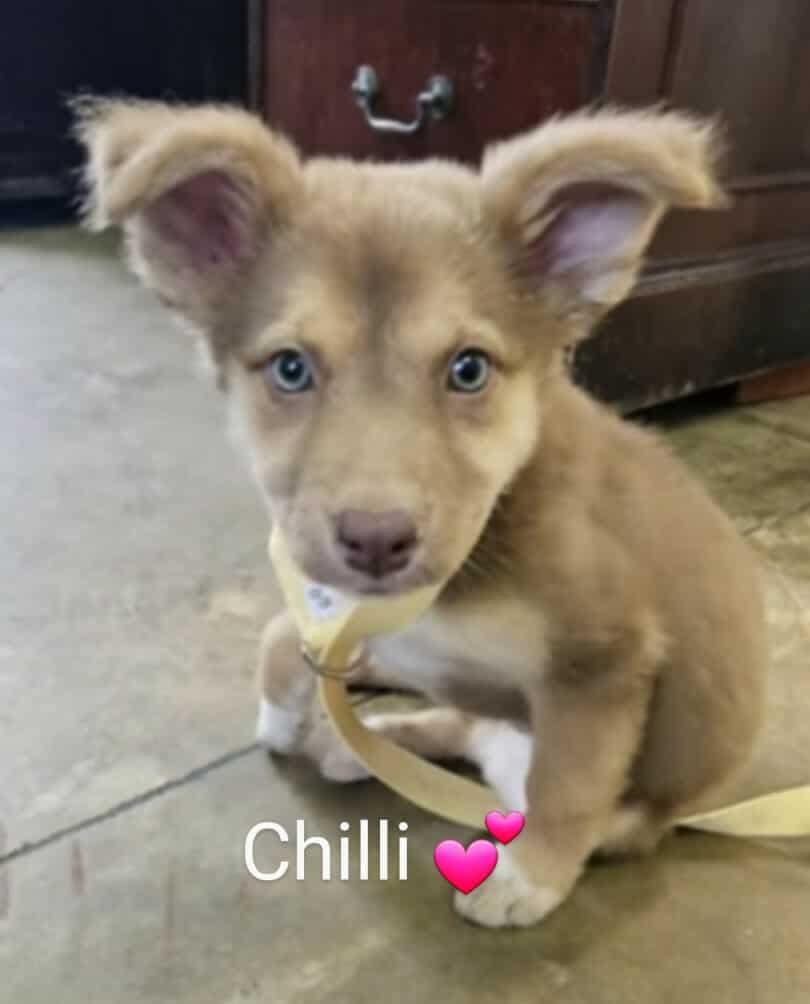 Chilli