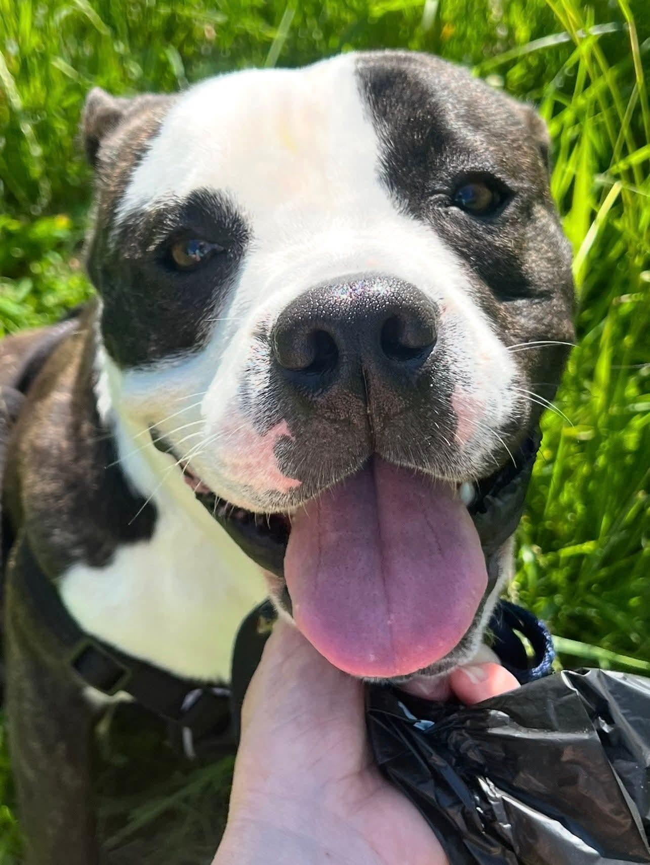 Eddie, a Adopted mixed breed in Lockport, NY image 1/3