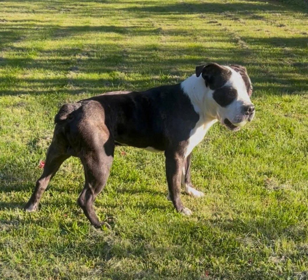 Eddie, a Adopted mixed breed in Lockport, NY image 3/3