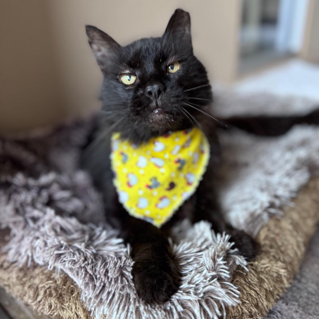 Mr. kitty, a Adoptable Domestic Long Hair in Fredericksburg, TX image 1/6