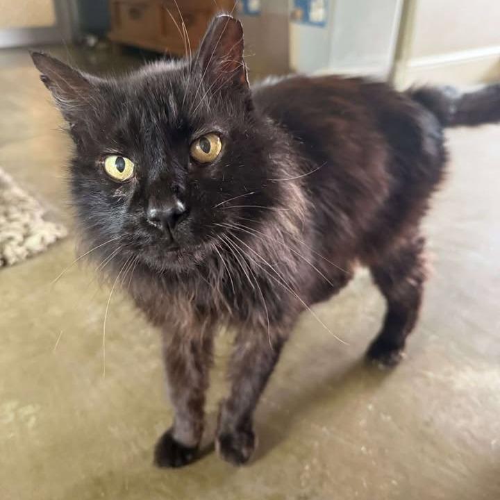 Mr. kitty, a Adoptable Domestic Long Hair in Fredericksburg, TX image 2/6