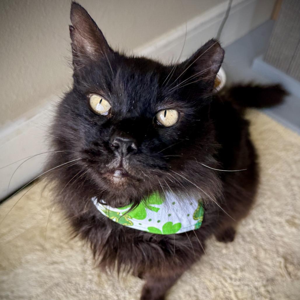 Mr. kitty, a Adoptable Domestic Long Hair in Fredericksburg, TX image 3/6