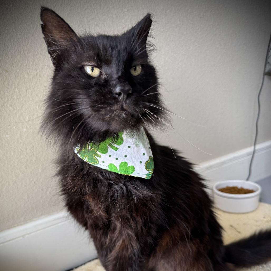 Mr. kitty, a Adoptable Domestic Long Hair in Fredericksburg, TX image 4/6