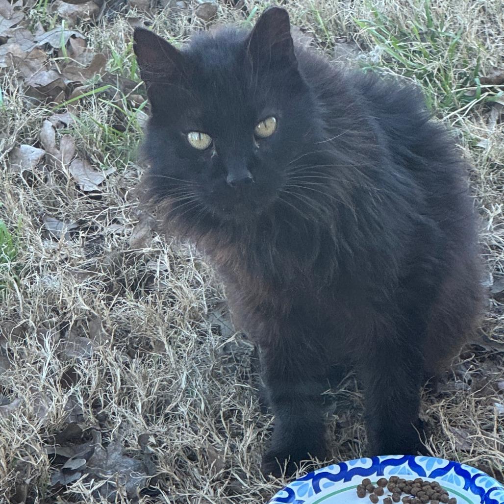 Mr. kitty, a Adoptable Domestic Long Hair in Fredericksburg, TX image 5/6
