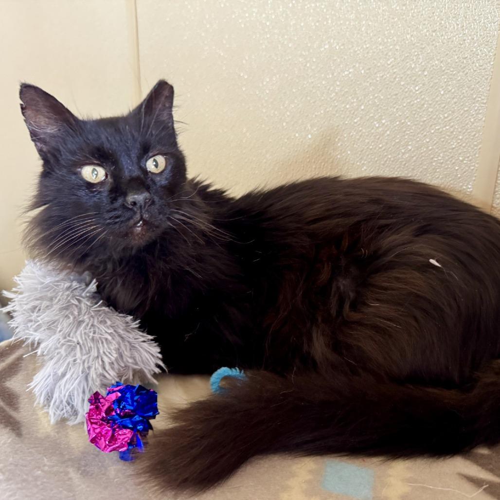 Mr. kitty, a Adoptable Domestic Long Hair in Fredericksburg, TX image 6/6