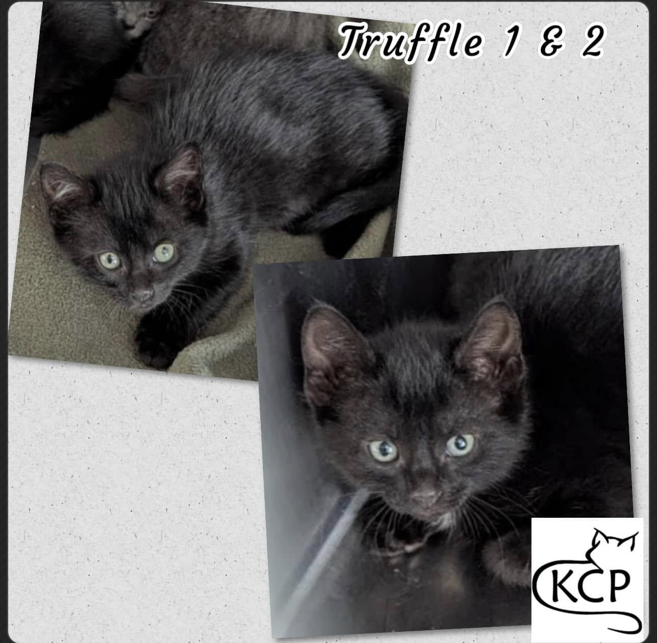 Truffle 1 & 2, an adoptable Domestic Short Hair in Courtenay, BC, V9N 7P1 | Photo Image 1