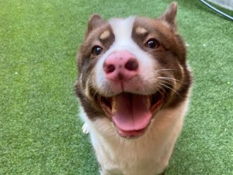 COURAGE, Adoptable, Young Male Border Collie.