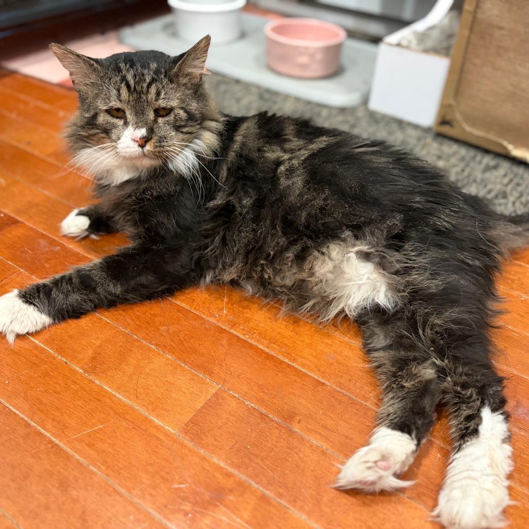 Rocco, Adoptable, Senior Male Domestic Long Hair.