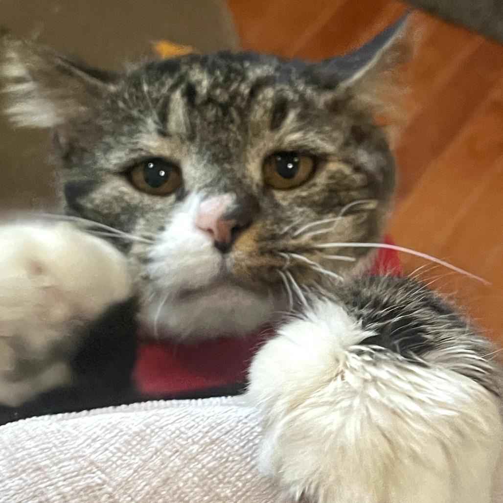 Enlarge Rocco, a Adoptable Domestic Long Hair in Wind Gap, PA image 3/6