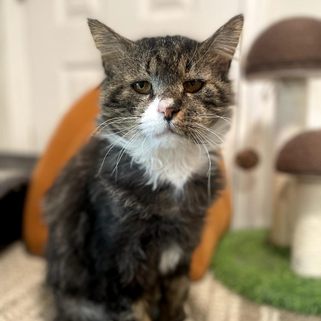 Enlarge Rocco, a Adoptable Domestic Long Hair in Wind Gap, PA image 4/6