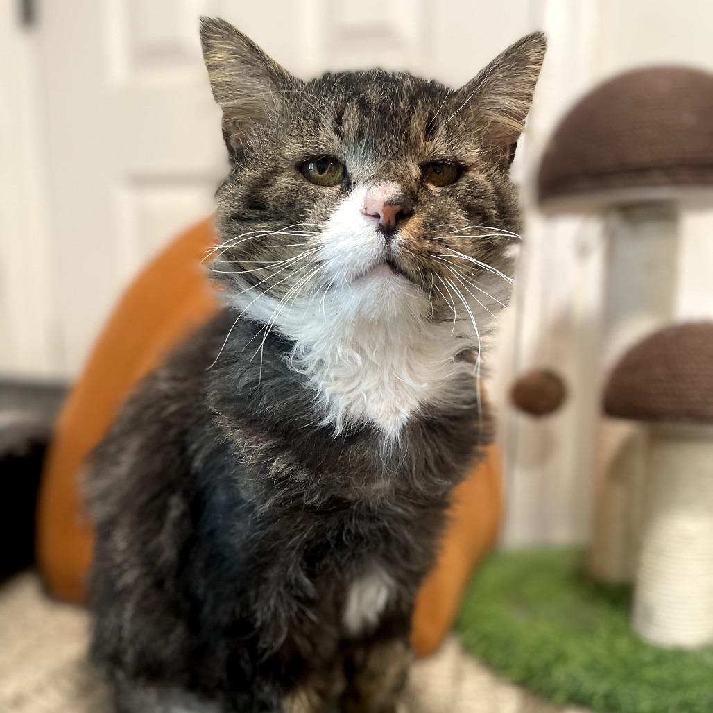 Enlarge Rocco, a Adoptable Domestic Long Hair in Wind Gap, PA image 5/6