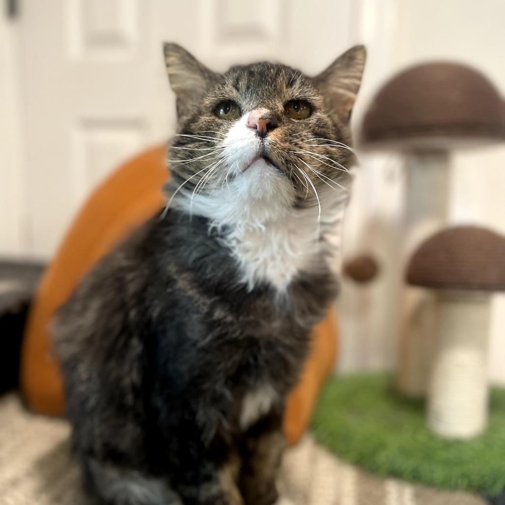 Enlarge Rocco, a Adoptable Domestic Long Hair in Wind Gap, PA image 6/6