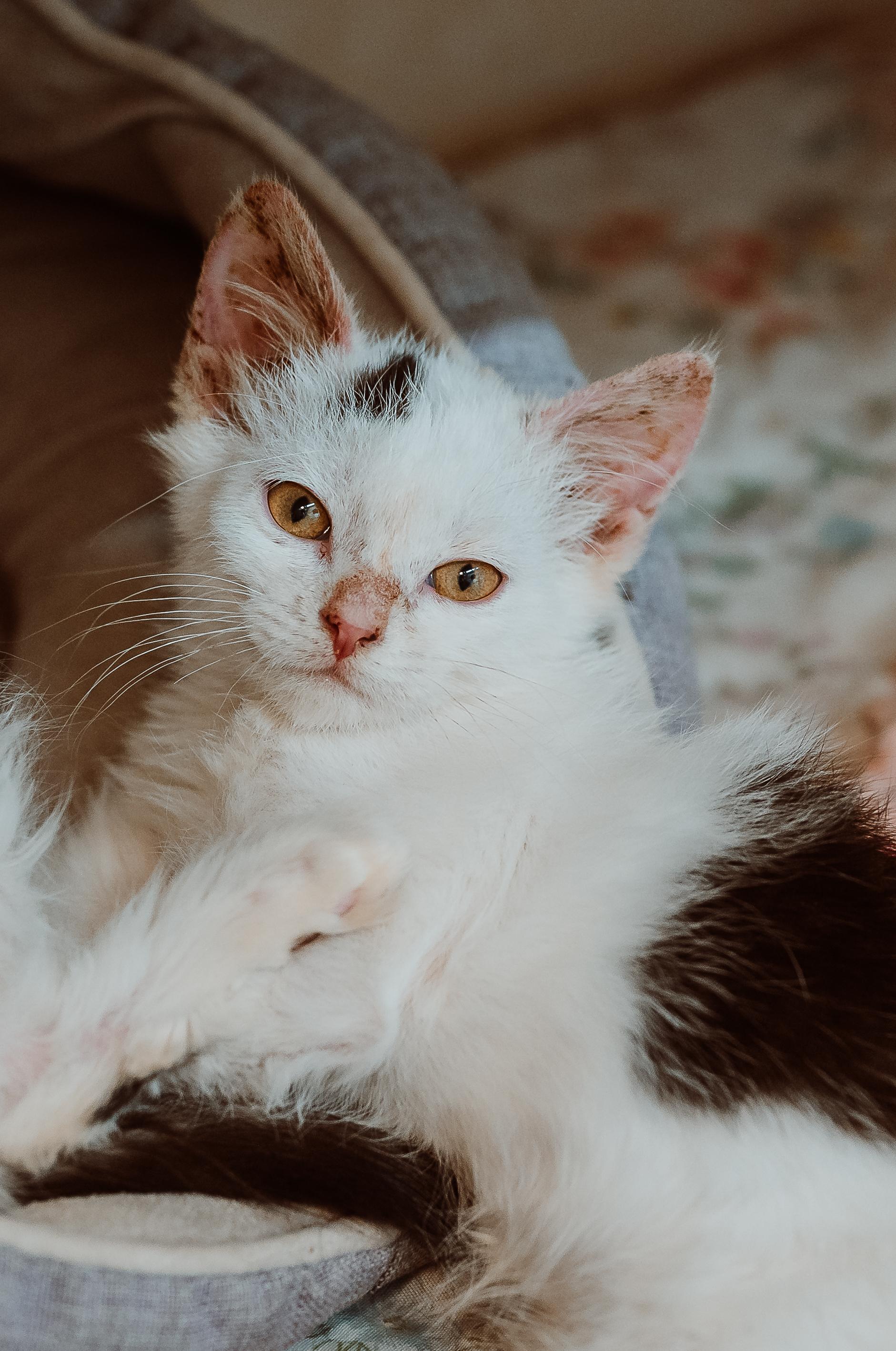 Enlarge KD Lang, a ADOPTABLE Domestic Long Hair in Le Mars, IA image 1/1
