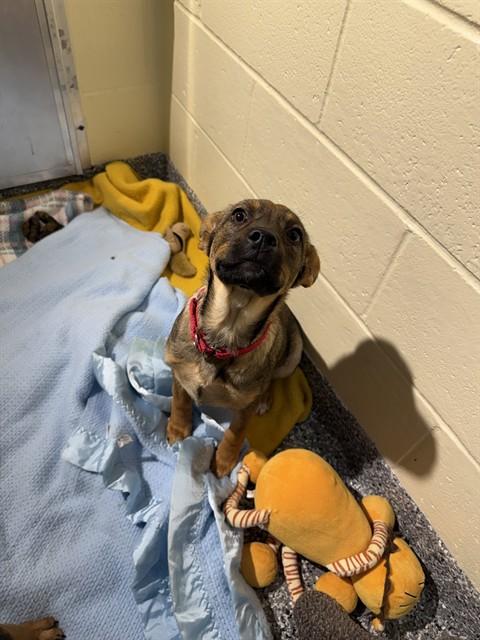 LYNN, Adoptable, Puppy Female German Shepherd Dog & Mixed Breed.