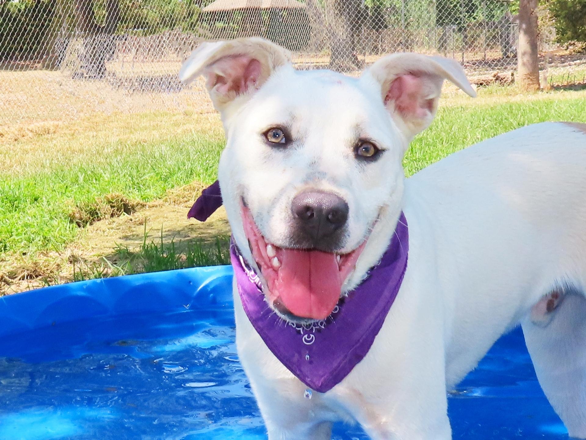 Enlarge Pabst 26C-216A, a ADOPTABLE American Staffordshire Terrier in Rogers, AR image 1/5