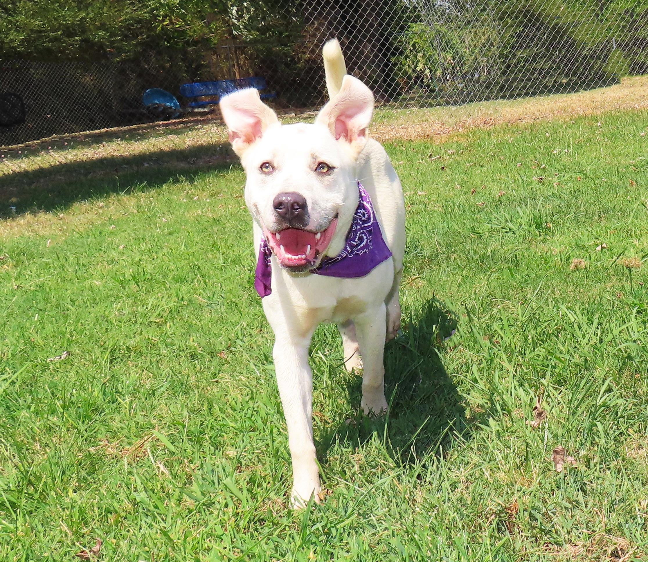Enlarge Pabst 26C-216A, a ADOPTABLE American Staffordshire Terrier in Rogers, AR image 2/5