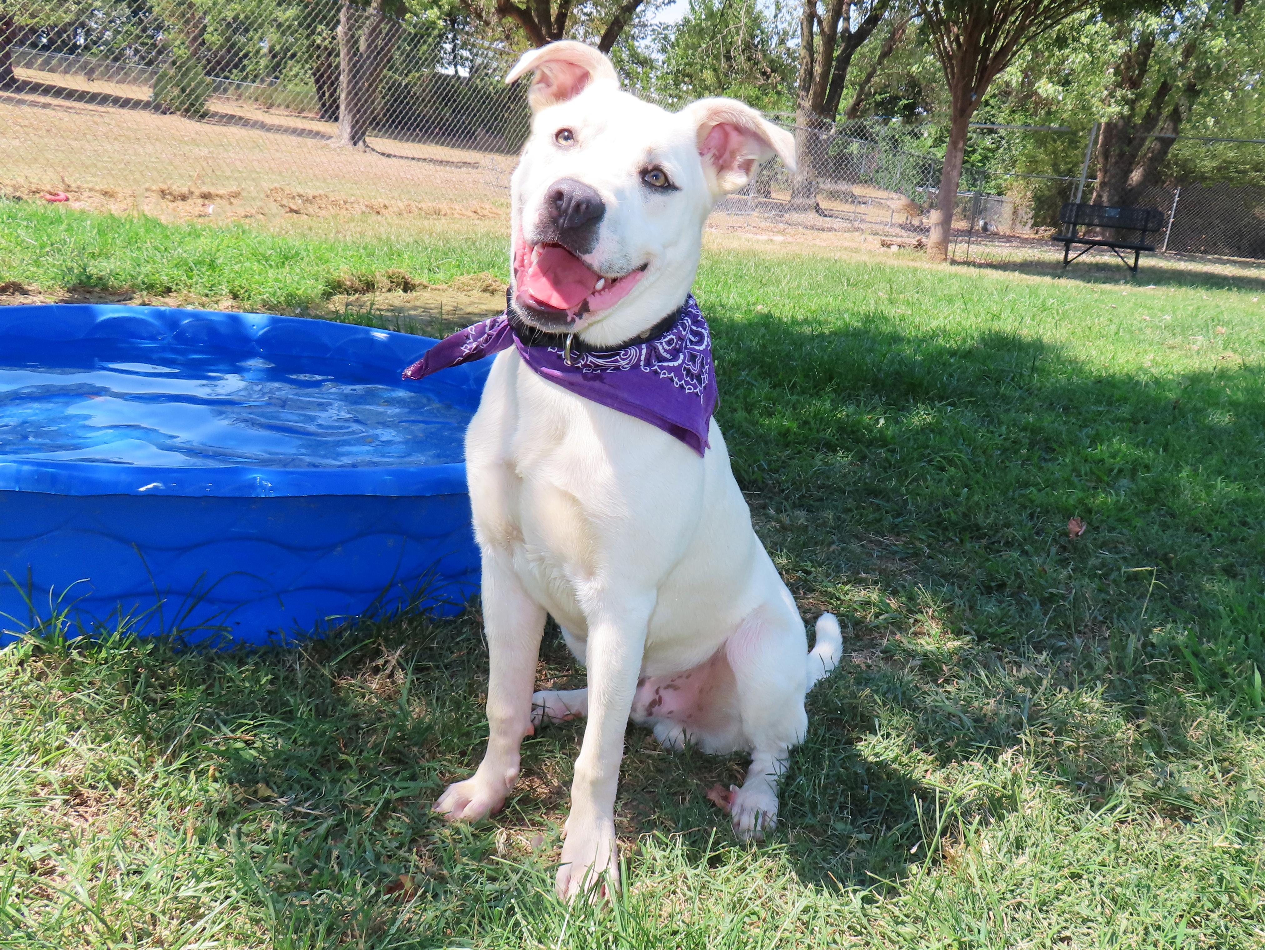 Enlarge Pabst 26C-216A, a ADOPTABLE American Staffordshire Terrier in Rogers, AR image 3/5