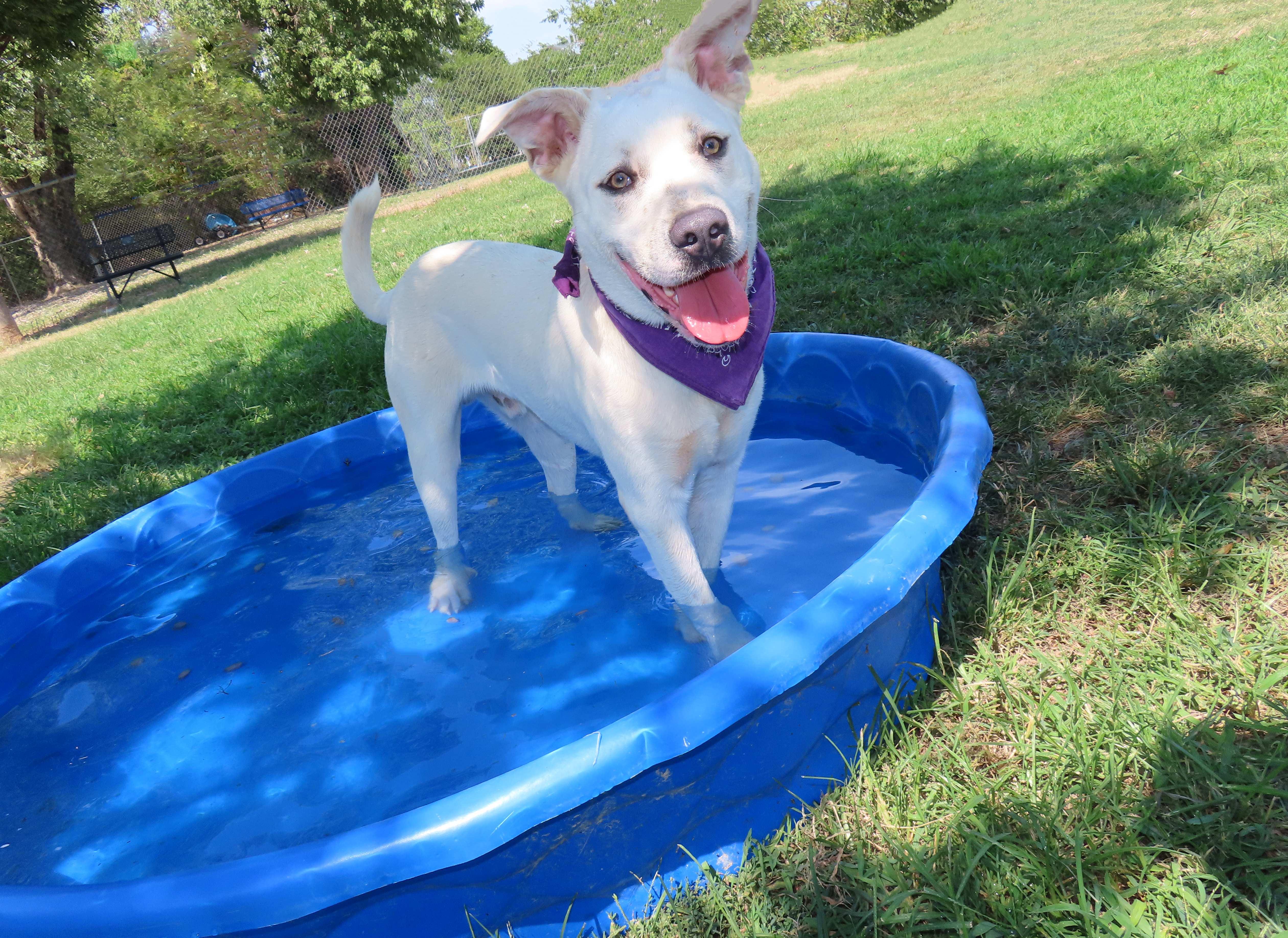 Enlarge Pabst 26C-216A, a ADOPTABLE American Staffordshire Terrier in Rogers, AR image 5/5