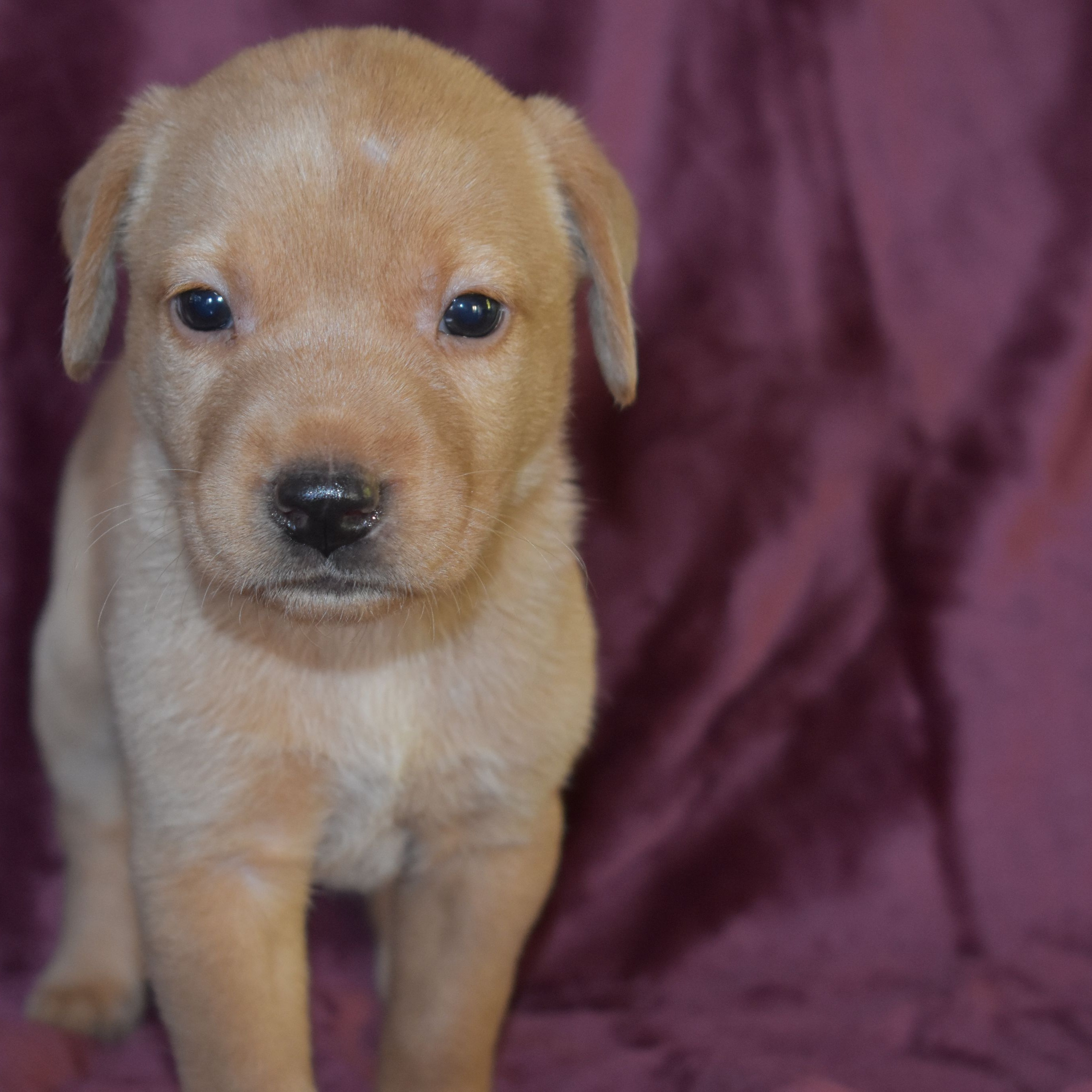 Dog for adoption Milton, a Labrador Retriever Mix in Danbury, CT