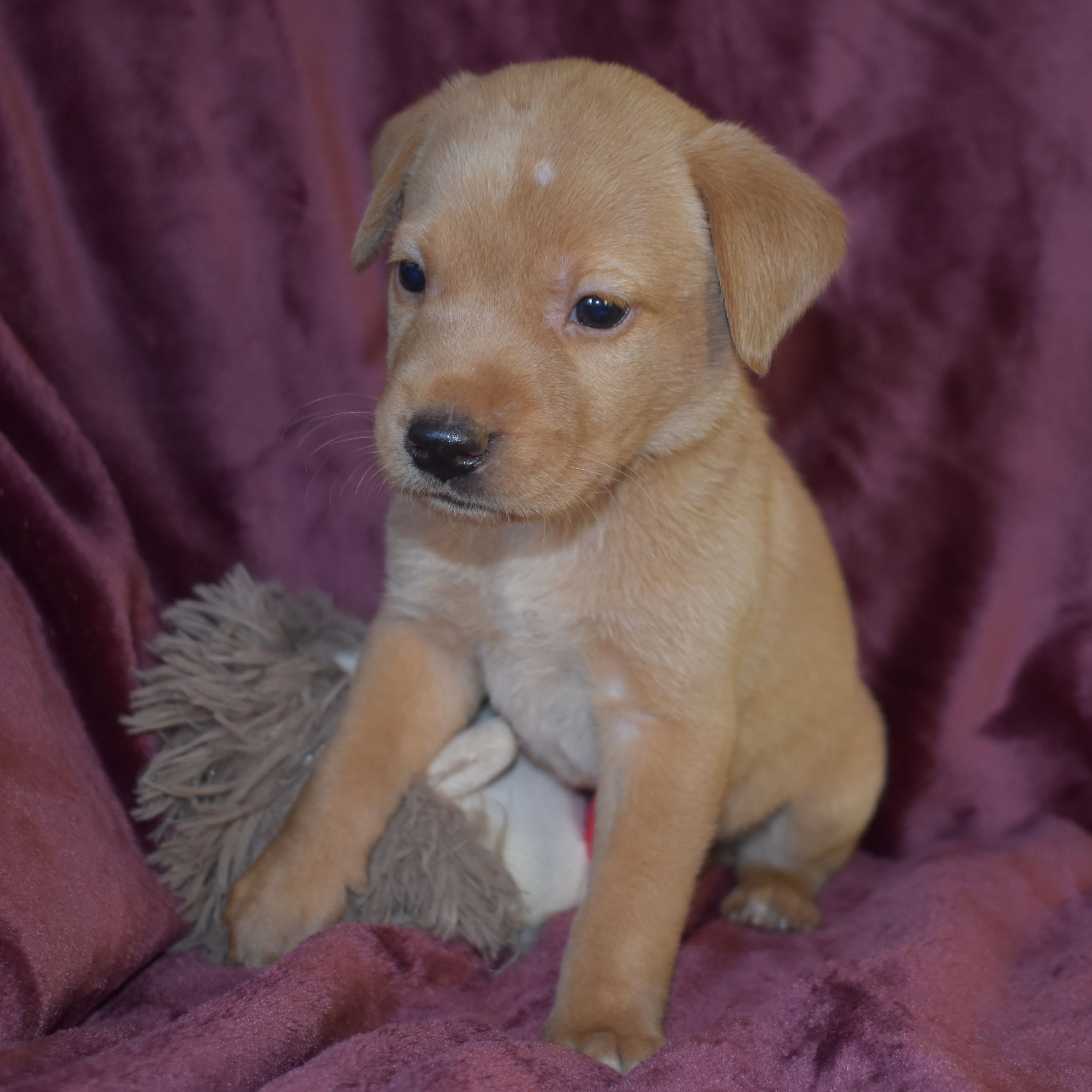 Dog for adoption Milton, a Labrador Retriever Mix in Danbury, CT