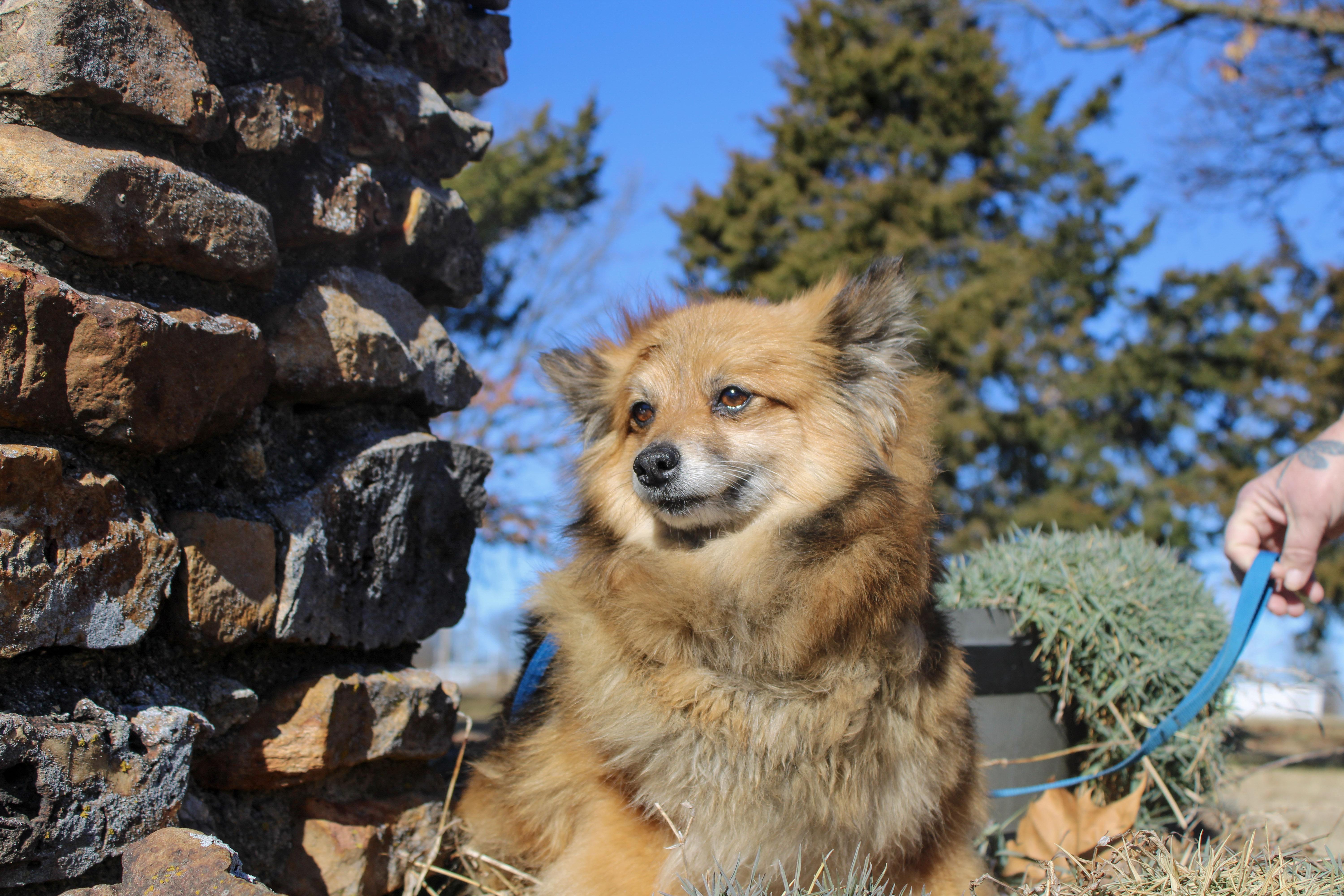 Enlarge Glenda, a ADOPTABLE Pomeranian in Neosho, MO image 1/1