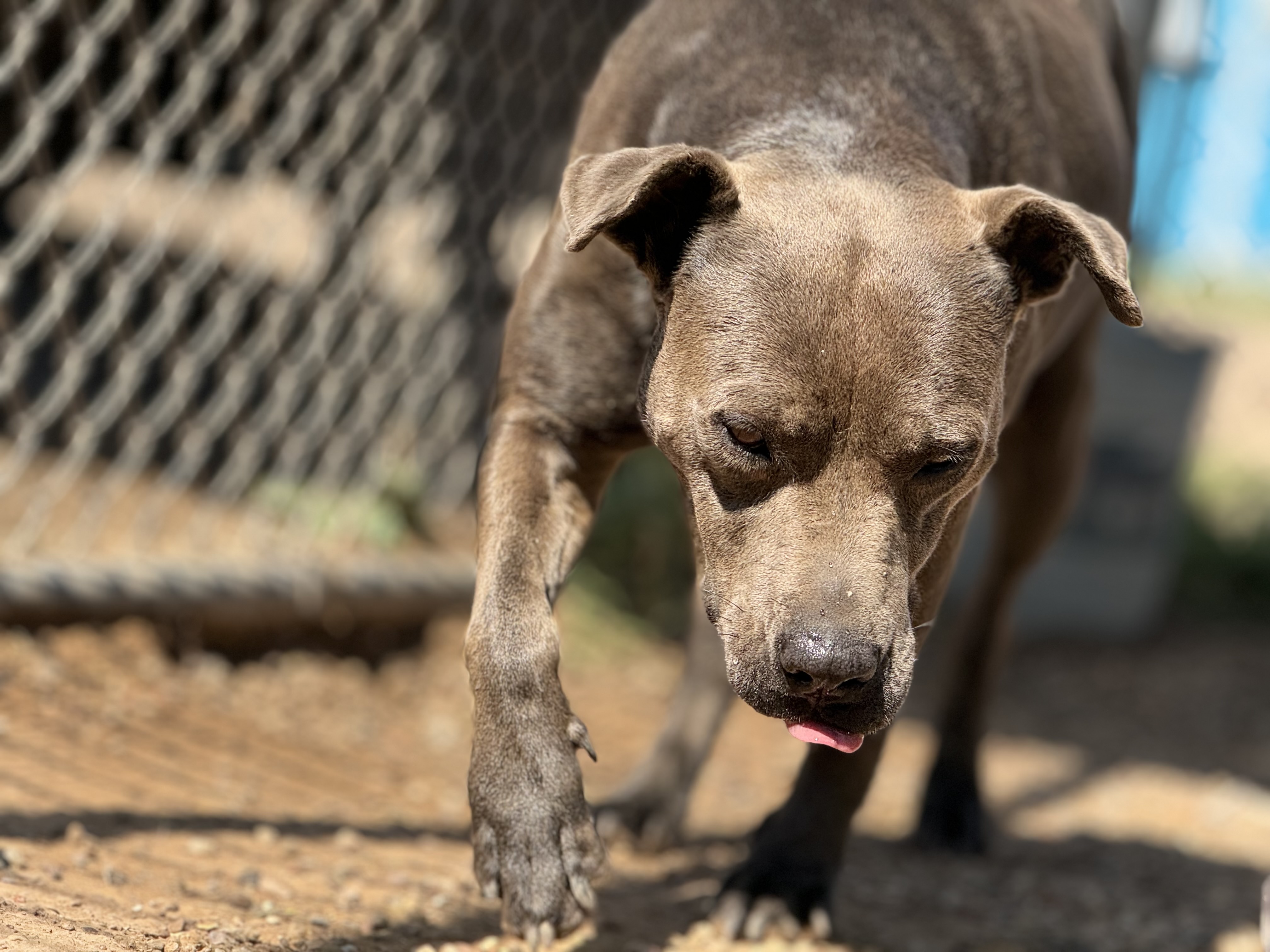 Ellie, Adoptable, Adult Female Pit Bull Terrier.