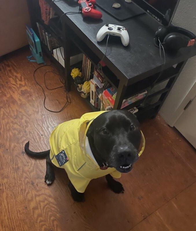 Emmett, Adoptable, Adult Male Labrador Retriever & Pit Bull Terrier.