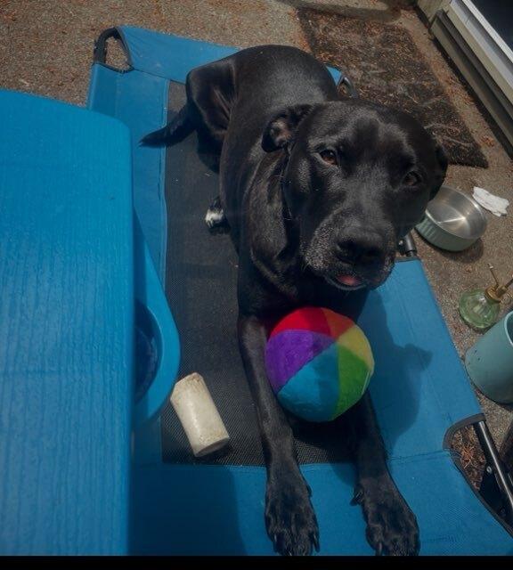 Emmett, a Adoptable mixed breed in Bellingham, WA image 2/3