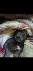 Emmett, a Adoptable mixed breed in Bellingham, WA image 3/3