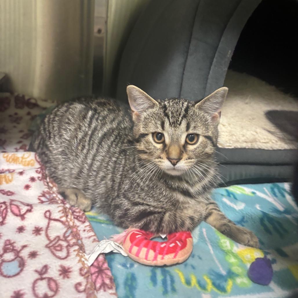 Tigger, Adoptable, Kitten Male Domestic Short Hair.