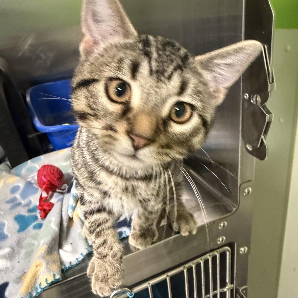 Tigger, a Adoptable Domestic Short Hair in Brookfield, MO image 2/3