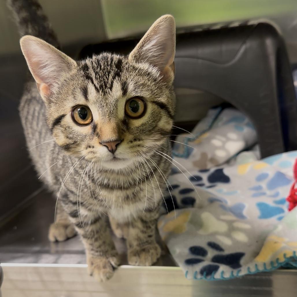 Tigger, a Adoptable Domestic Short Hair in Brookfield, MO image 3/3
