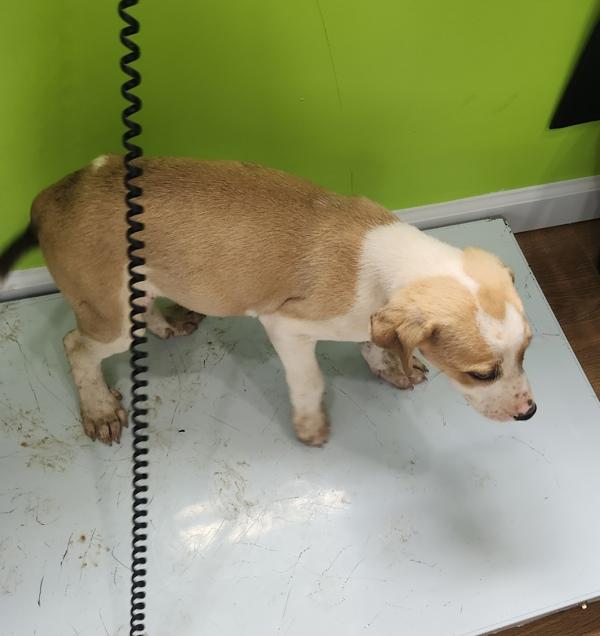 Darwin, Adoptable, Young Male Terrier.