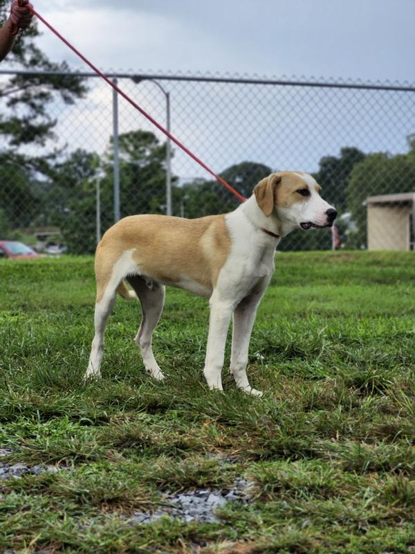 Darwin, a Adoptable mixed breed in Cleveland, TN image 2/2