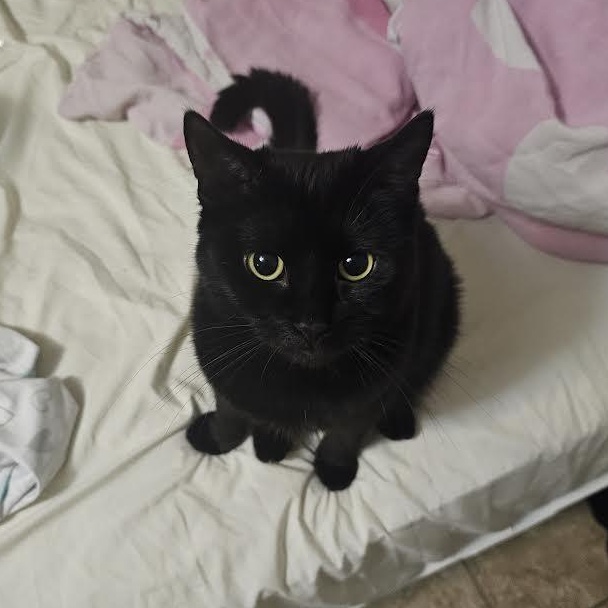 Sammie, an adopted Bombay in Boston, MA image 1/6