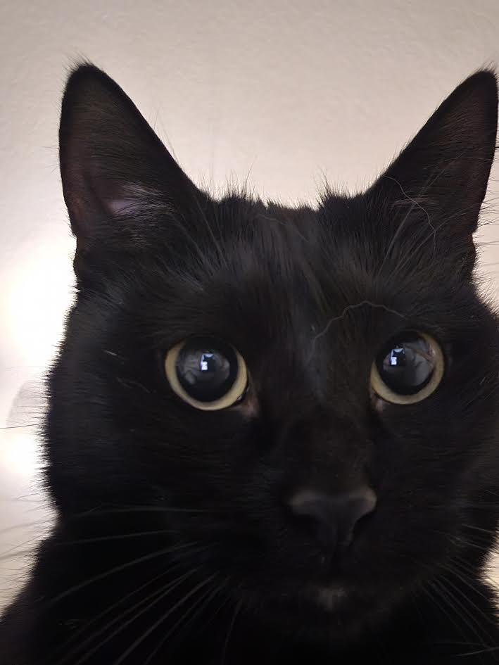 Sammie, an adopted Bombay in Boston, MA image 3/6