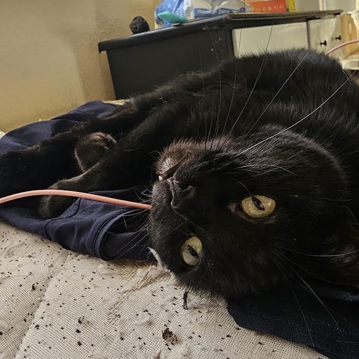 Sammie, an adopted Bombay in Boston, MA image 5/6