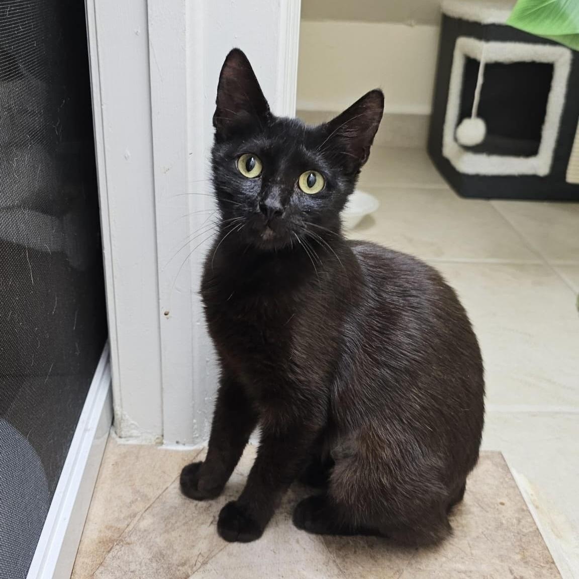 Sammie, an adopted Bombay in Boston, MA image 6/6