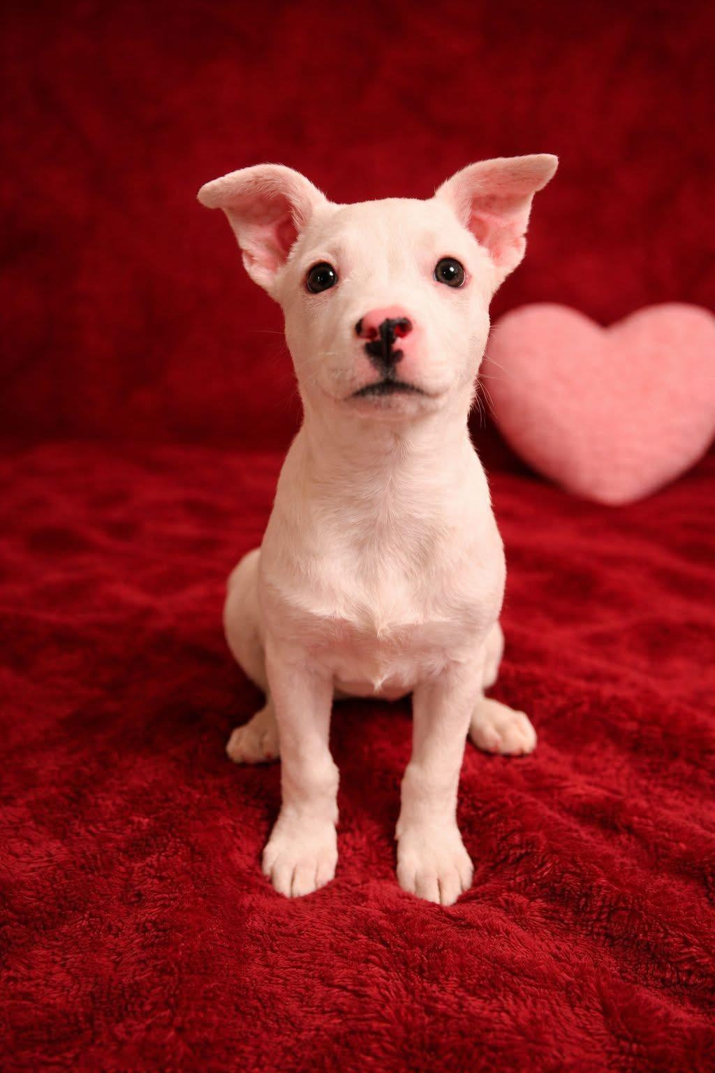 Enlarge Zayne, a Adoptable mixed breed in Walker, LA image 1/2