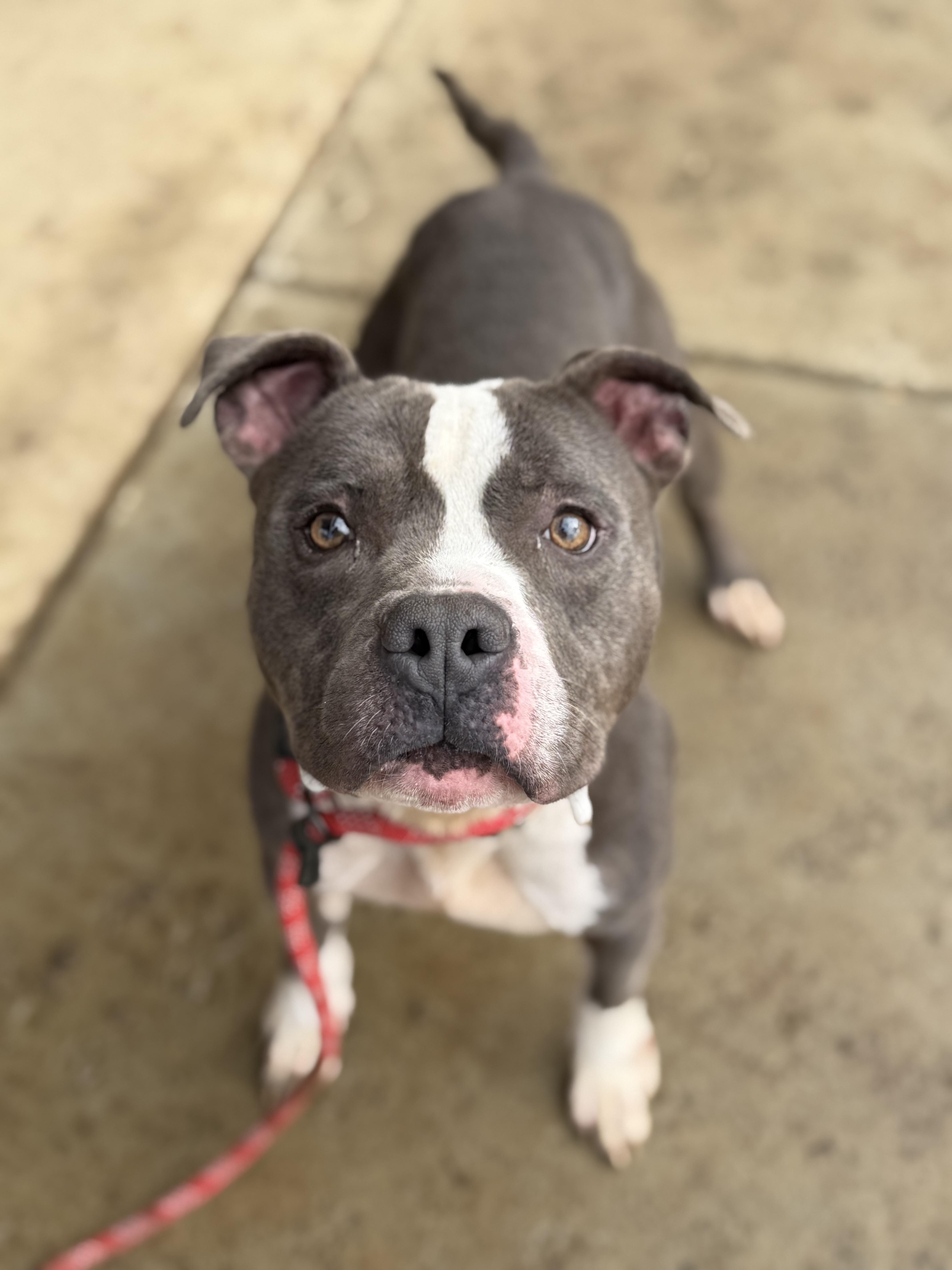 Deez, a ADOPTABLE Pit Bull Terrier in Brazil, IN image 1/3