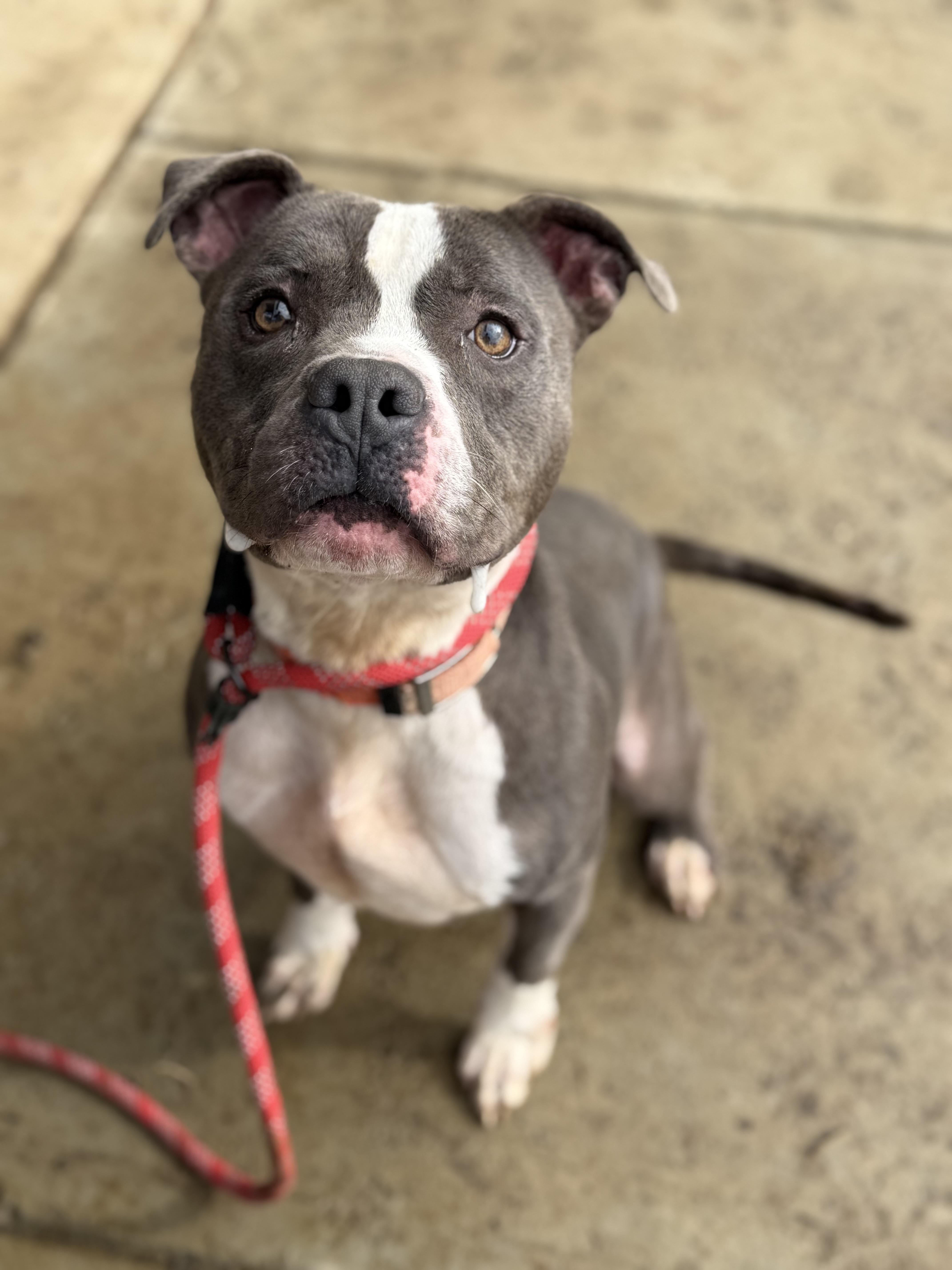 Deez, a ADOPTABLE Pit Bull Terrier in Brazil, IN image 2/3